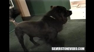 Nancy Vee, Strapon Alex Dane